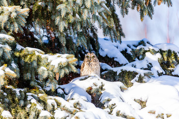 Short Eared Owl in the depths of winter perched on a snow covered pine tree, in north Quebec, Canada. - 301316935
