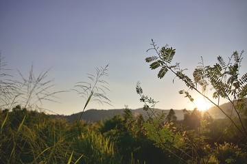 Obraz na płótnie Canvas Landscape of nature green tree and sun set