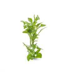 watercress isolated on white background