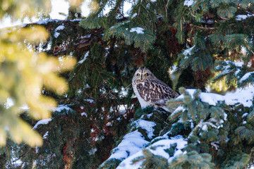 Short Eared Owl in the depths of winter perched on a snow covered pine tree, in north Quebec, Canada.