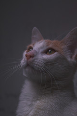 gatita mirando hacia el cielo 