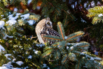 Short Eared Owl in the depths of winter perched on a snow covered pine tree, in north Quebec, Canada.