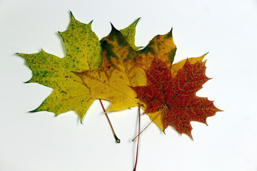 Multicolored maple leaves on a white background, isolated.