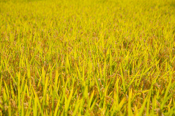 実りの秋　収穫間際の稲