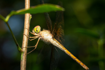 Closeup beautiful dragonfly on plant, Macro shot of dragonfly.