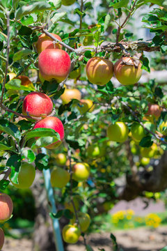 飯田市　りんご並木の風景