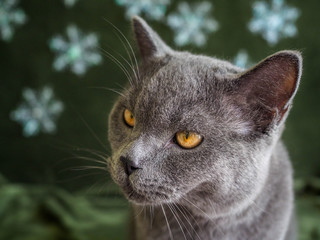 Beautiful male 1 year 6 months British shorthair blue gray cat and yellow green in Christmas  and happy new years concept