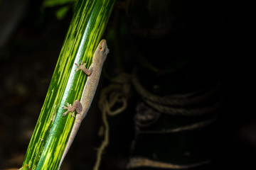 house gecko on green leaves