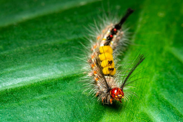 Closeup beautiful Gypsy Moth caterpillar on green leaf.