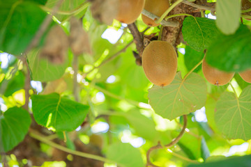 キウイフルーツ