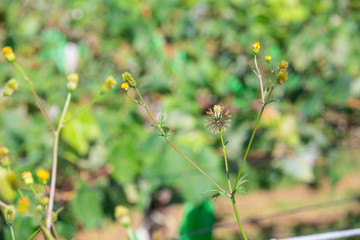ひっつき虫　センダングサ