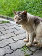 A stray cat looking very focus