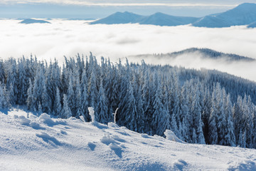 Beautiful scenery with winter snow-capped mountains, with fogs and contrasting snow structure and red tourist tent in the foreground, in locations in the Ukrainian Carpathians.