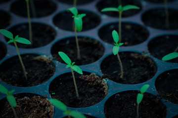 selective Close-up of green seedling, Green salad growing from seed, Organic salad in the garden Plant green world and earth day concept