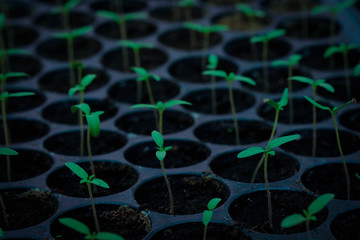 selective Close-up of green seedling, Green salad growing from seed, Organic salad in the garden Plant green world and earth day concept
