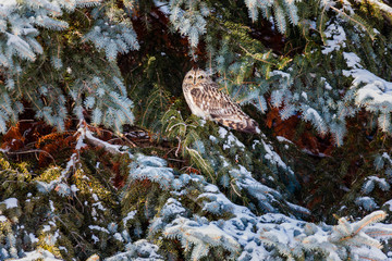 Short eared owl perched in a tree in winter, Quebec, Canada.