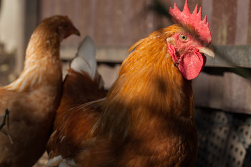 Beautiful red rooster with chicken on a small farm in the bright sun.