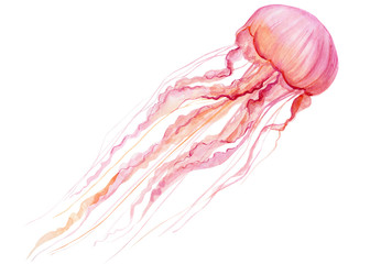 pink jellyfish on an isolated white background, watercolor illustration, hand drawing - obrazy, fototapety, plakaty