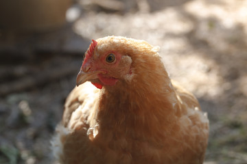 Close-up red chicken in backlight on an organic small farm.