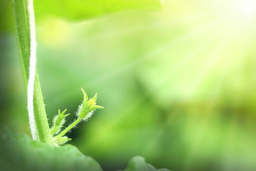 Melon flower yellow color with Melon plants organic Greenhouse