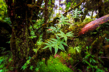 Fototapeta premium Fern that lives on the big trees in the rainforest Rain forest of Doi Inthanon. In Chiang Mai, Thailand
