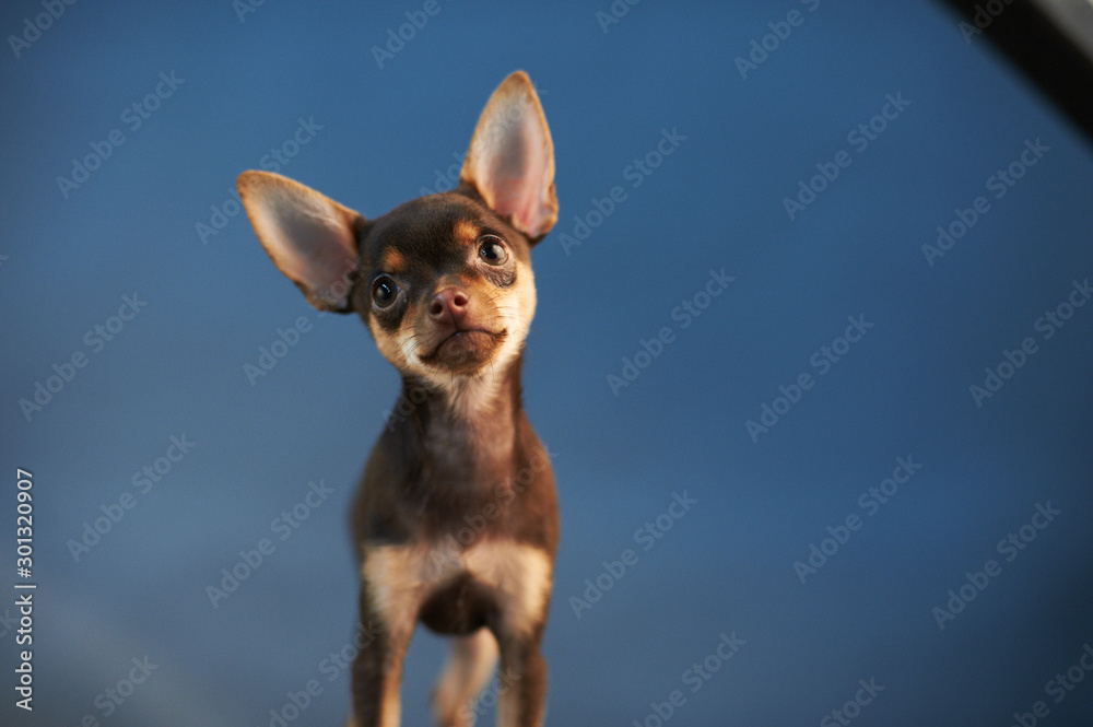 Wall mural Beautiful Russian Toy Terrier on a blue background