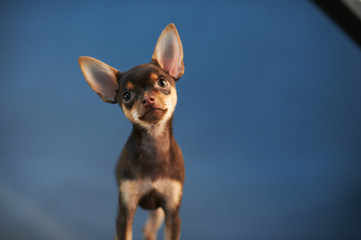 Beautiful Russian Toy Terrier on a blue background