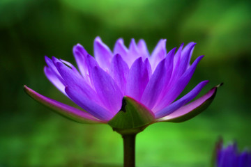 A purple lotus flower is blooming in the summer pond, which is more beautiful and outstanding against the backdrop of blurred background.