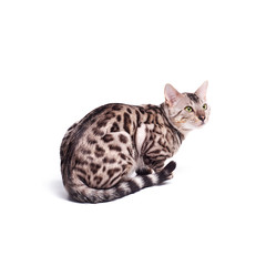 Obraz premium Beautiful young Bengali cat on a white background
