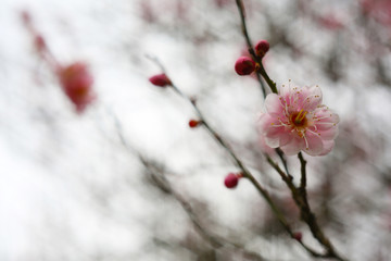 A pink plum blossom blooms completely between the sparse branches, which is particularly beautiful and outstanding.