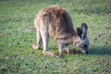 Naklejka na ściany i meble A joey eating grass in the wild in Coombabah Queensland 