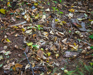 Background of dry leaves and pine cones, top view