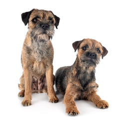 border terriers in studio