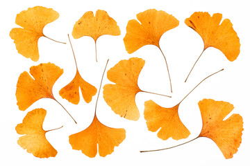 Close up of Gingko leaves isolated and flat layed on a white background.