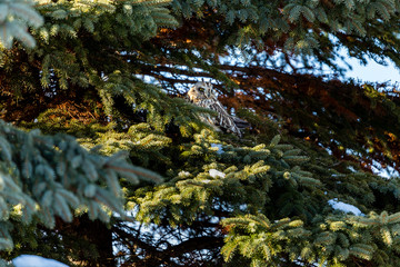 Short eared owl perched in a tree in winter, Quebec, Canada.