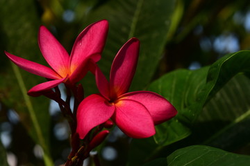 Colorful flowers in the garden.Plumeria flower blooming.Beautiful flowers in the garden Blooming in the summer	