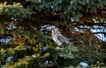 Short eared owl perched in a tree in winter, Quebec, Canada.