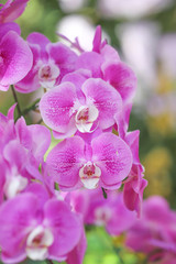 Fototapeta na wymiar Pink or Purple orchid flowers in garden