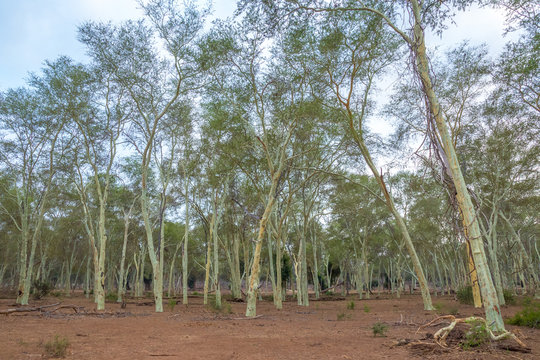 Fever tree forest in the northern Kruger National Park in South Africa image in horizontal format with copy space