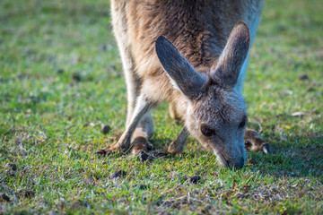A joey eating grass in the wild in Coombabah Queensland 