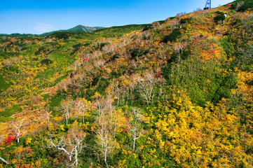 旭岳の紅葉