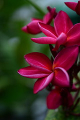 Colorful flowers in the garden.Plumeria flower blooming.Beautiful flowers in the garden Blooming in the summer	