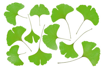 Close up of green Gingko leaves isolated on a white background.