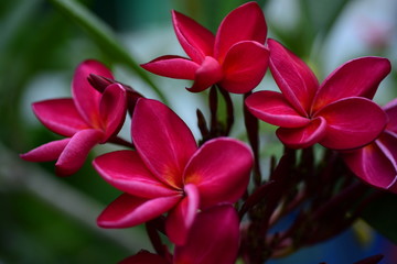 Colorful flowers in the garden.Plumeria flower blooming.Beautiful flowers in the garden Blooming in the summer	