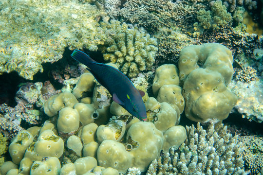Papageienfisch knabbert an Koralle