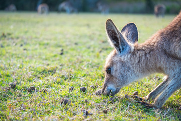 A joey eating grass in the wild in Coombabah Queensland 
