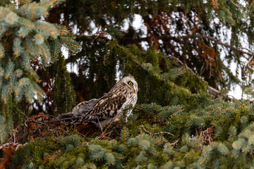 Short eared owl perched in a tree in winter, Quebec, Canada.