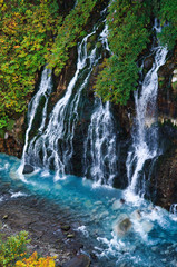 Fototapeta premium 白髭の滝