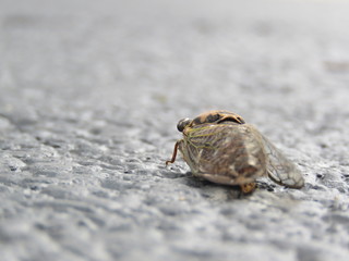 Resh cicada