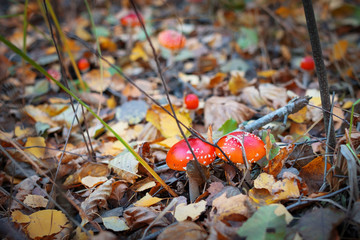 Amanita Muscaria